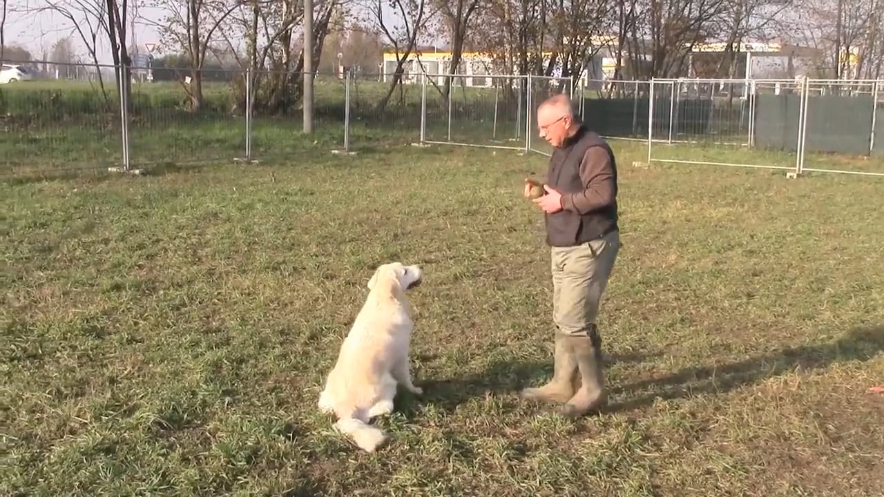 educatore cinofilo