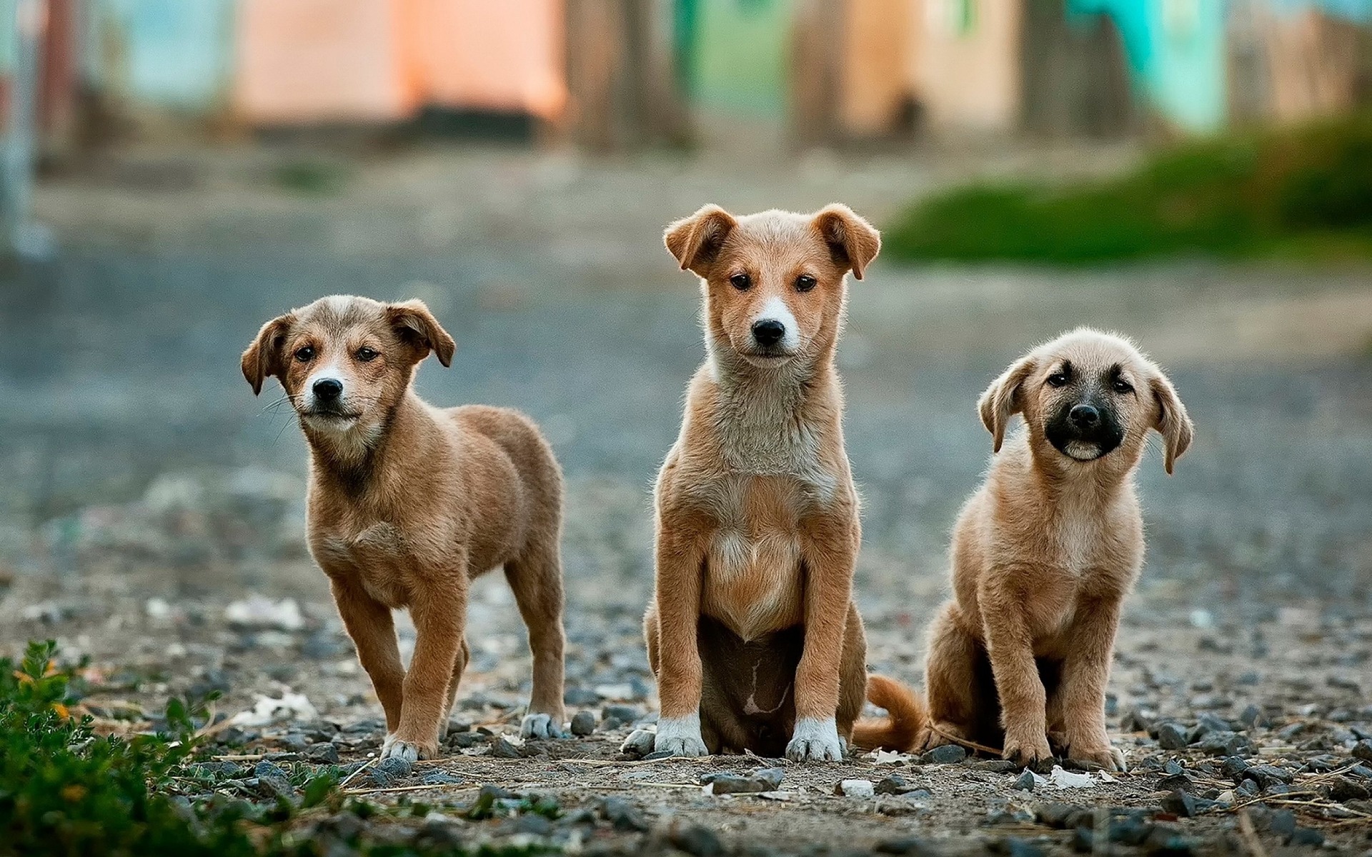 dogs-984015_1920